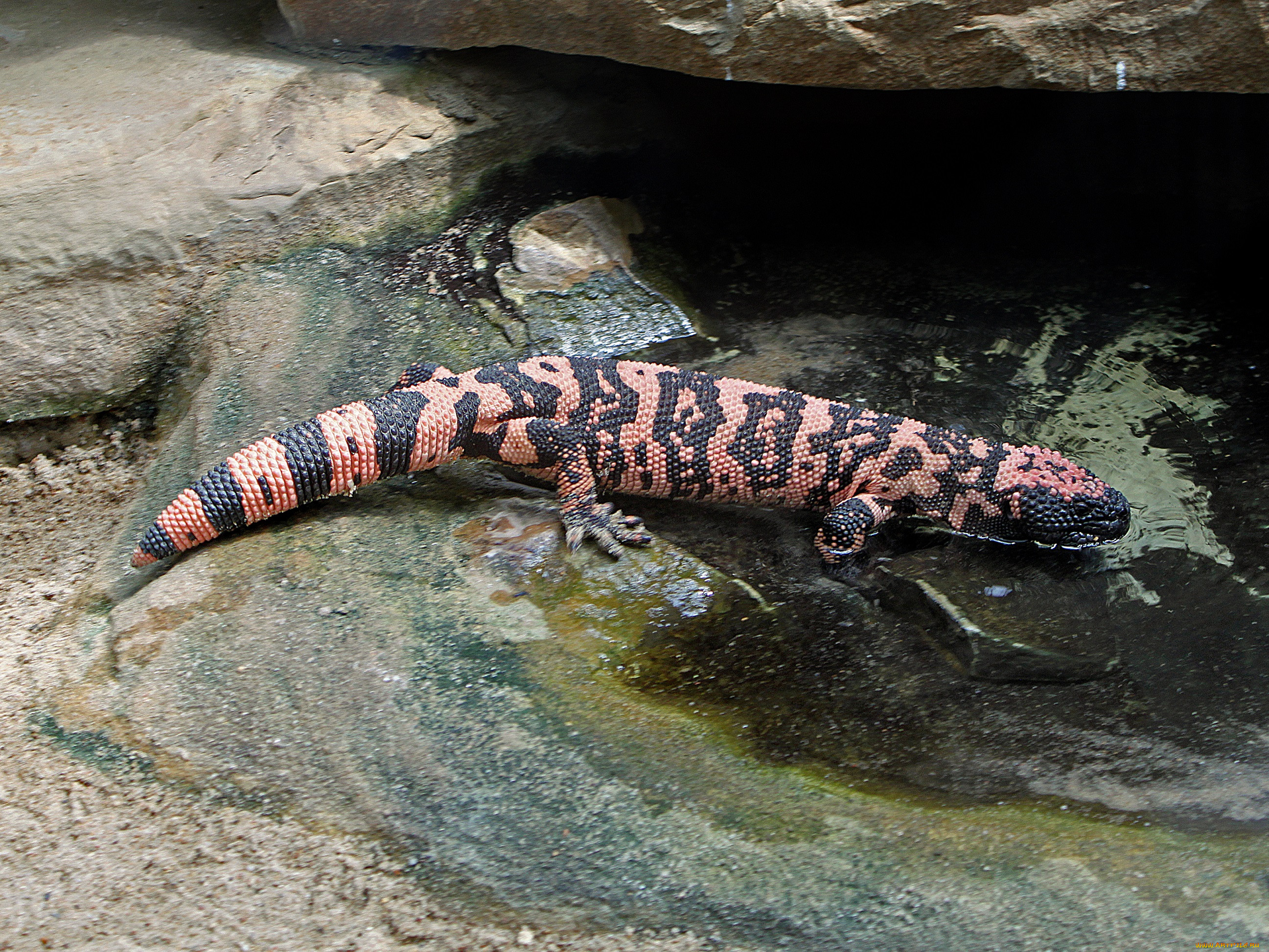 gila, monster, , , , , , , , 